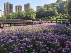 -龙头寺公园