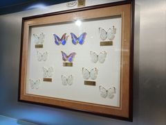 -上海昆虫博物馆