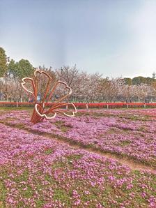 鍾埭櫻花公園-