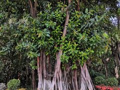 -火炉山森林公园