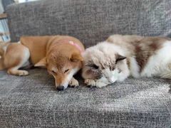 -南京Hallo宠物乐园·哈罗犬舍·柴犬繁育基地