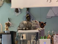 -平行世界·猫咖(首经贸店)