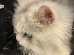 -瑞鹏宠物医院·骨科·猫科·内科(第一中心)