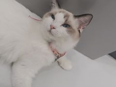 -糯米喵星人·撸猫猫舍咖啡馆(西市场嘉华店)