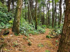 -铁山坪森林公园