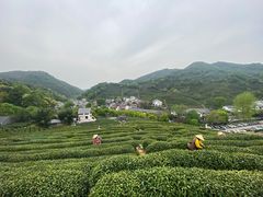 -龙井村