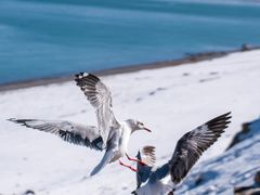-青海湖国家重点风景名胜区