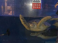 -烟台海昌鲸鲨海洋公园