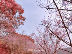 -望江楼公园