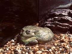 -暹罗海洋世界