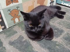 -喵屿·大理花园猫咖