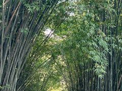 -潜山国家森林公园