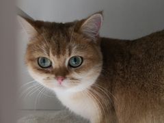 -东方名猫馆·英短金渐层布偶猫舍(环线广场1号楼店)