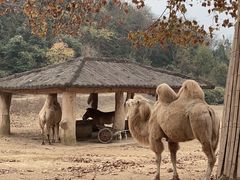-杭州野生动物世界