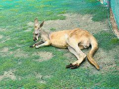 -西霞口神雕山野生动物世界