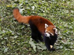 -沈阳森林动物园