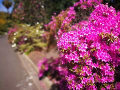 -墨尔本皇家植物园