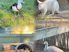 -费瑟代尔野生动物园