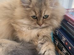 -猫大福·Fortune Cat猫舍(百子湾店)
