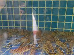 -郭姐·威海渔村(黄兴路店)