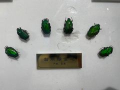 -上海昆虫博物馆