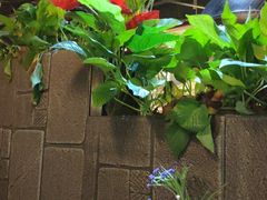 -舌尖上的食缘花园主题餐厅