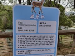 -青藏高原野生动物园