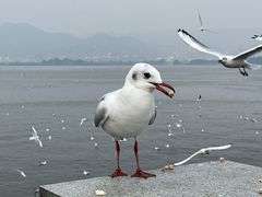 -海埂大坝
