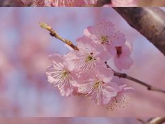 -顾村公园