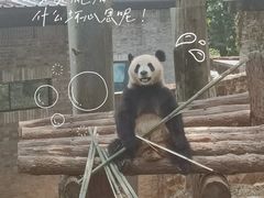 -都江堰中华大熊猫苑