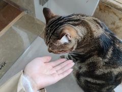 -Catmate·猫肥家润(金润铂宫店)