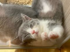 -飞行喵MR PILOT|猫舍·猫咖(静安大融城店)