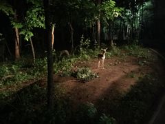 -清迈夜间动物园