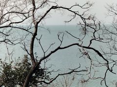 -西京湾花海