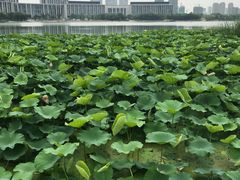 -尚贤河湿地