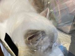 -香江小厨 The Kitchen(香江俱乐部店)