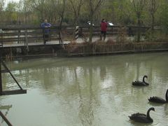 -溱湖国家湿地公园