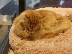 -藏猫猫咖啡主题馆(中央大道店)