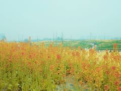 -白鹭湾湿地公园