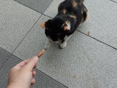 -京北渔家傲