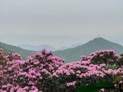 -梧桐山风景名胜区