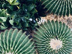 -中国科学院华南植物园