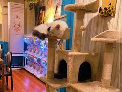 -猫小院猫主题咖啡厅(北锣店)