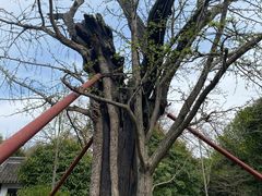 -上海佘山国家森林公园天马山园