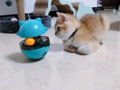 -屋虎猫馆(宝安大仟里店)