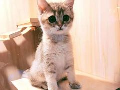 -房东的猫宠物生活馆