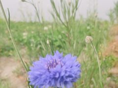 -花开海上生态园