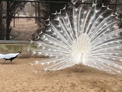 -秦皇岛野生动物园