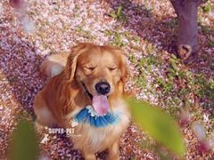 -超宠爱宠物摄影-Super pet