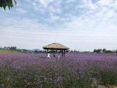 -紫颐香薰山谷景区